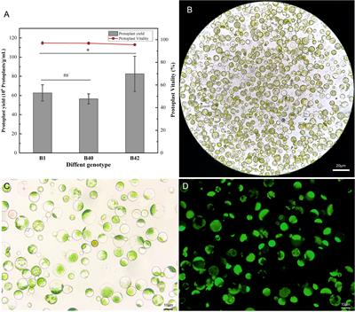 A high-efficiency PEG-Ca2+-mediated transient transformation system for <mark class="highlighted">broccoli</mark> protoplasts